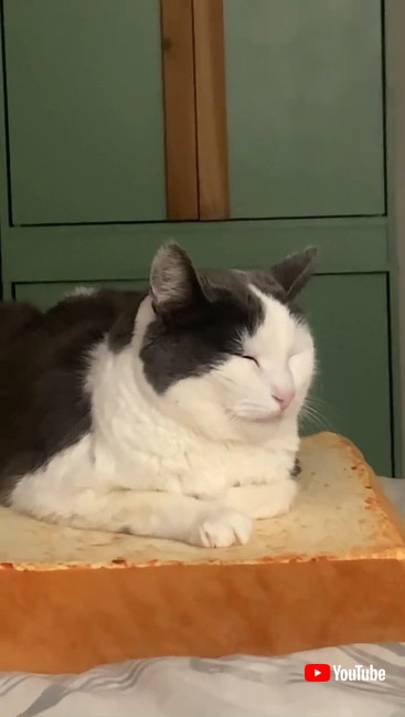 クッションの上の猫ちゃん