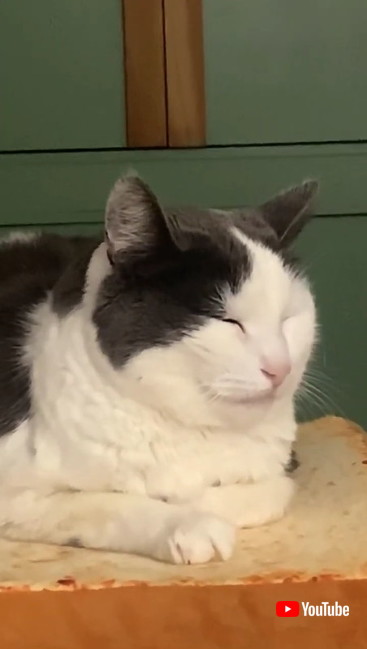 クッションの上で寝る猫