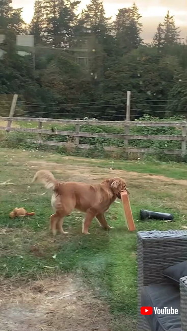 クッションをくわえるワンコ