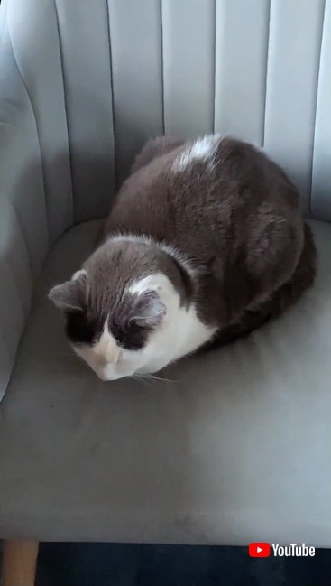 さびしそうなニャンコ