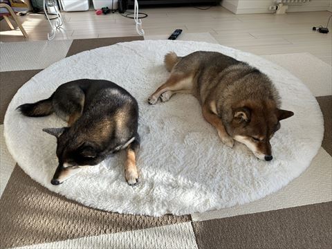 カーペットで寝てる2匹