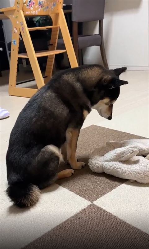 うつむきワンコ少し寄り