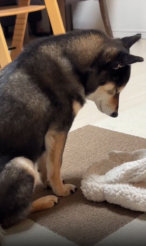 うつむきワンコお尻見えないくらいまで寄り