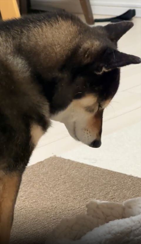 うつむきワンコアップ