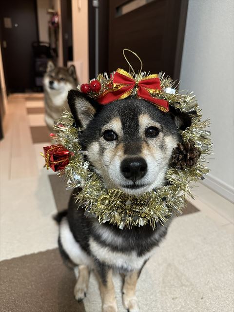 ツリーはめてるワンコ