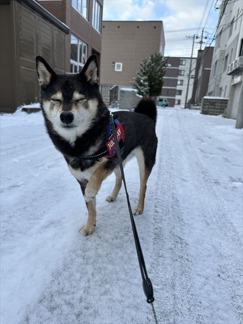 雪の上っで片足あげてる