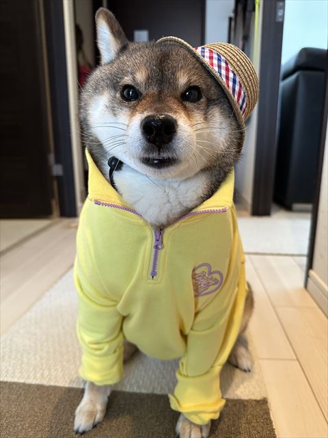 帽子と洋服きてるワンコ