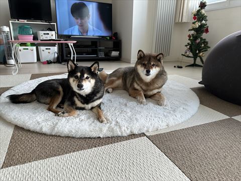 カーペットでカメラ目線2匹