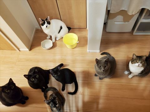 猫ちゃん7匹