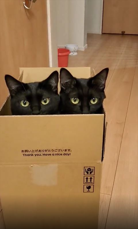 箱からのぞいてる2匹