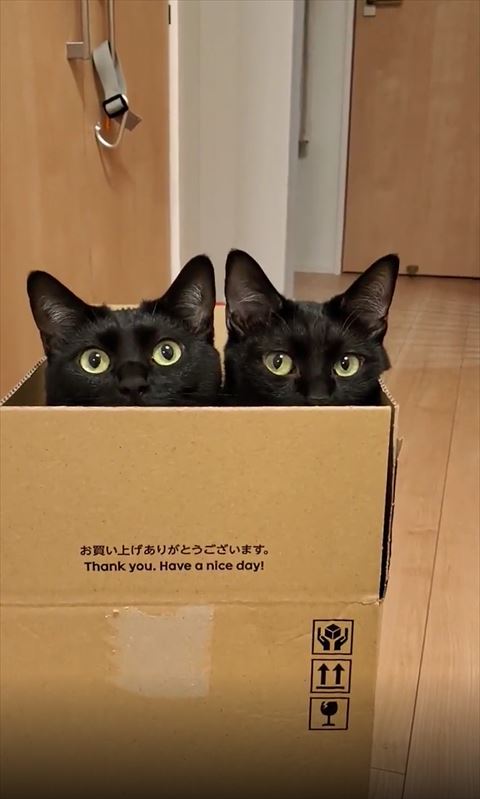 上見てる左の猫ちゃんとカメラ見てる右の猫ちゃん