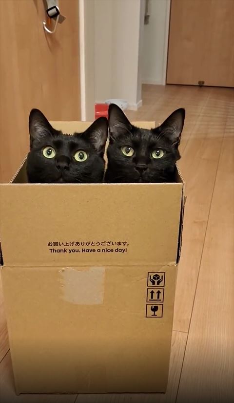 大きく目をあけてる子とカメラ目線の子