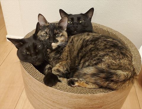 黒猫2匹の間にサビ柄猫ちゃん