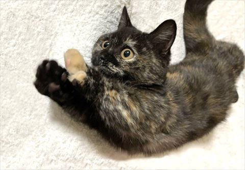 サビ猫伸びてる