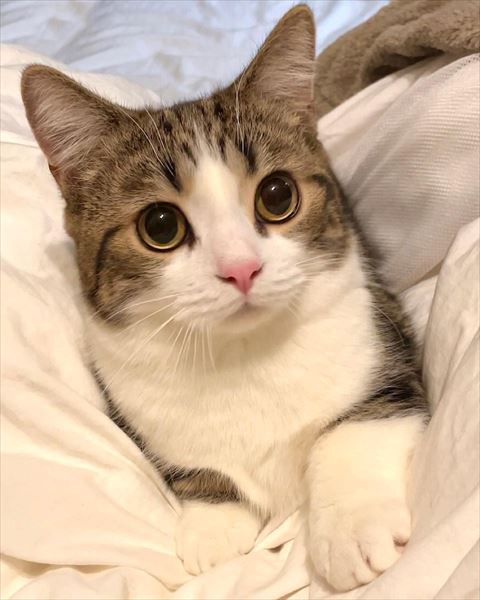 布団で目を輝かせてる猫