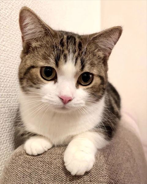 ソファの上でキリっとしてる猫ちゃん