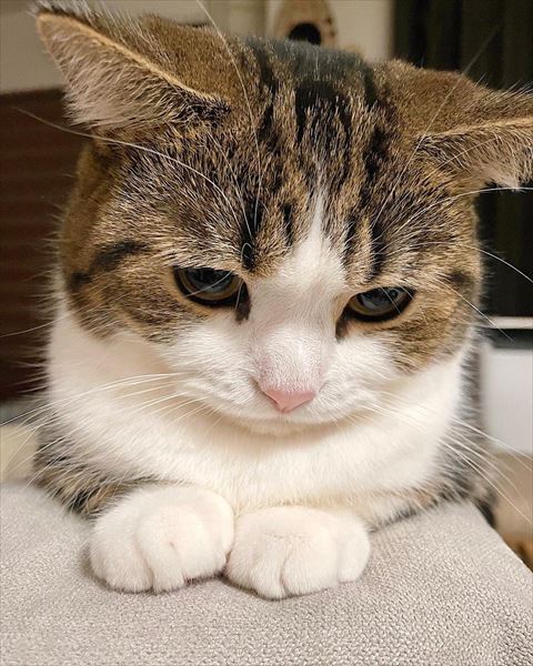 前足そろえて下むいてる猫ちゃん