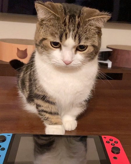 スイッチと猫