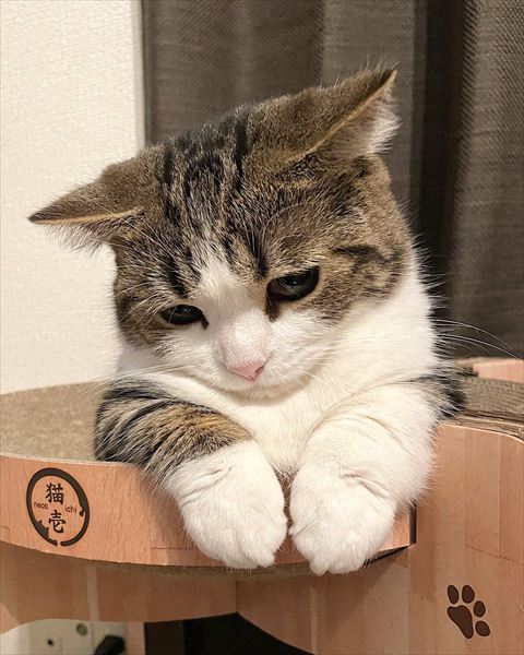 爪とぎから下見てる猫ちゃん