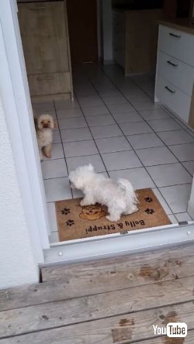 マットで足を拭くワンコ