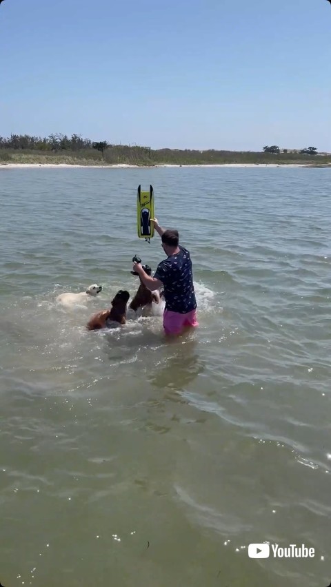 ラジコンボートを見つめる犬たち