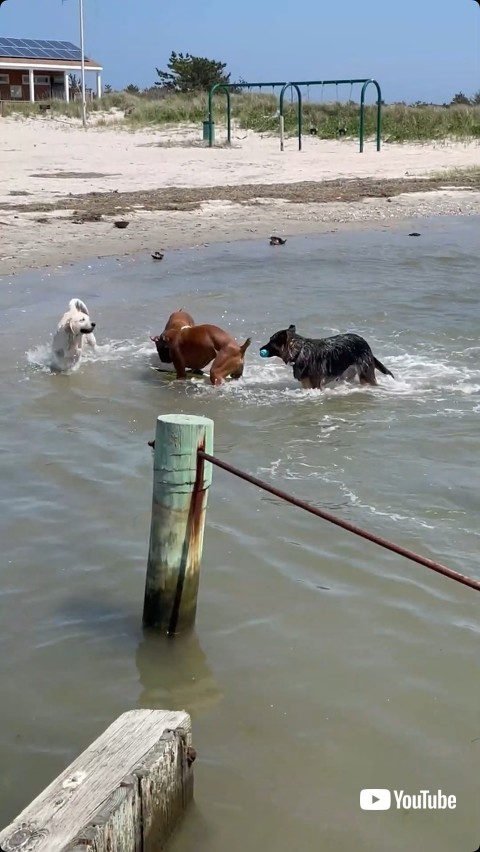 ラジコンボートを捕まえる犬たち