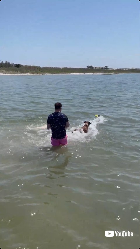 ラジコンボートを追いかける犬たち