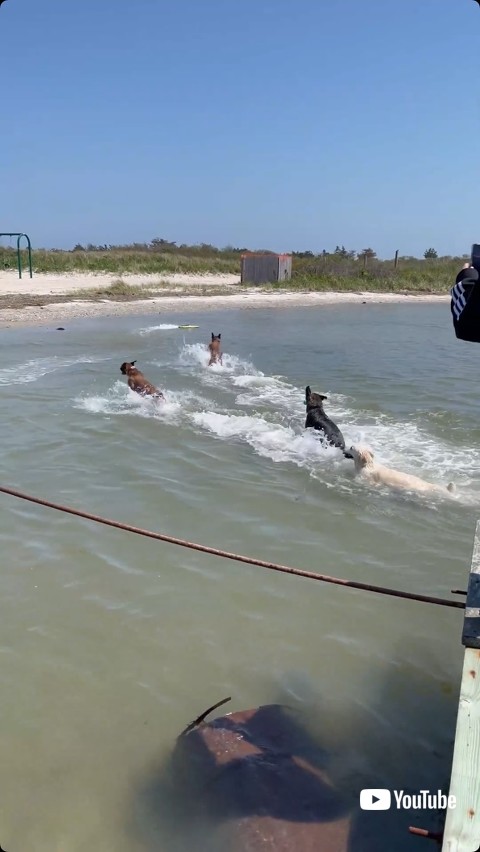 ラジコンボートを猛追する犬たち