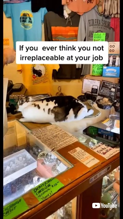 レジに居るウサギ