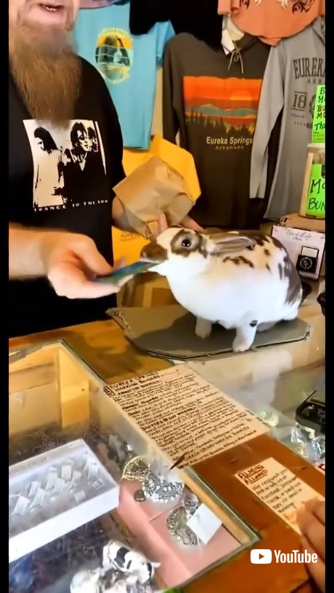 カードを受け取るウサギ