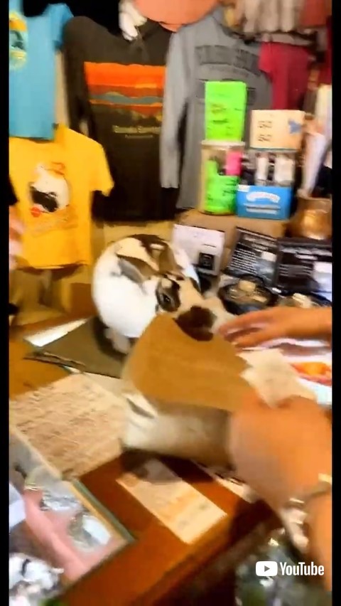 商品を渡すウサギ