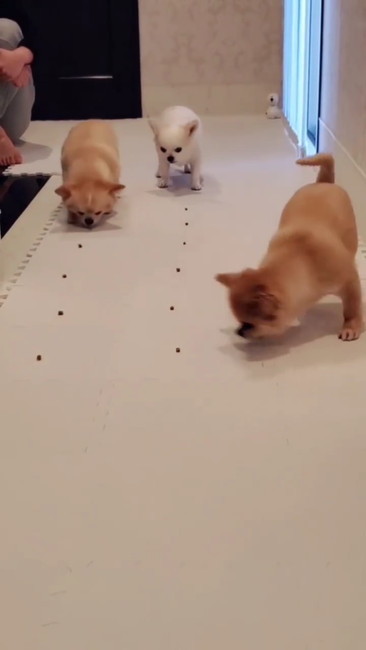 たら隣のレーン