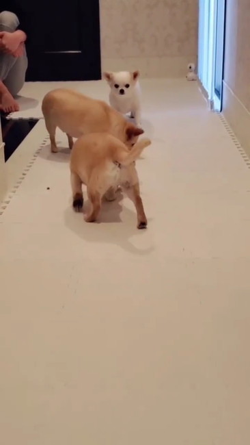 ぼうぜんとするまる