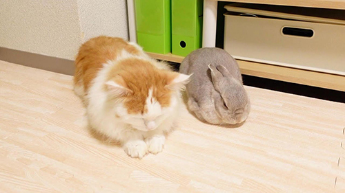 ウサギと猫