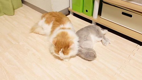 ふたりでお昼寝