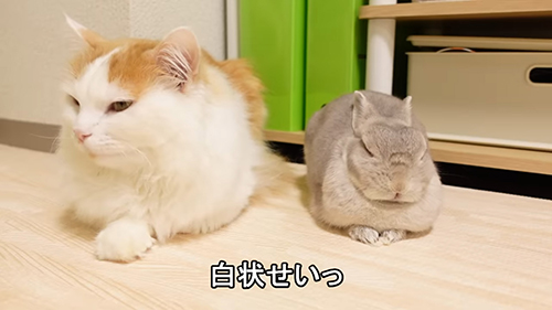 姉ウサギと弟ネコがすみっこでショボン、反省中かと思ったら