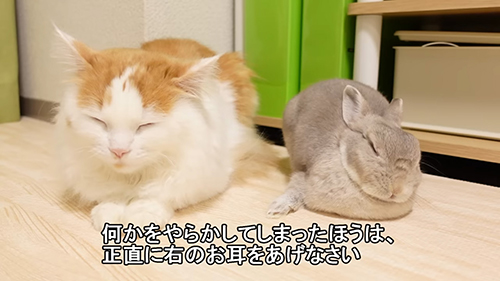 姉ウサギと弟ネコがすみっこでショボン、反省中かと思ったら