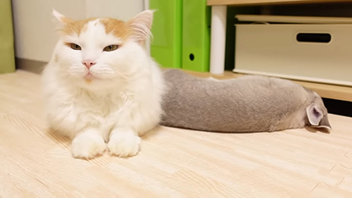 横になるぽぽちゃん