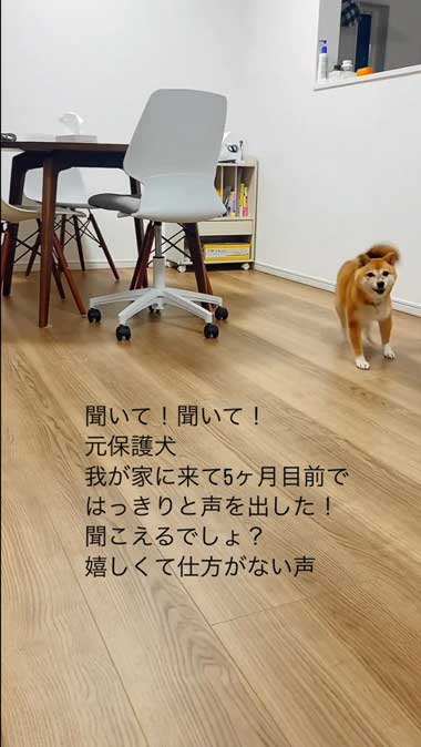 繁殖引退犬