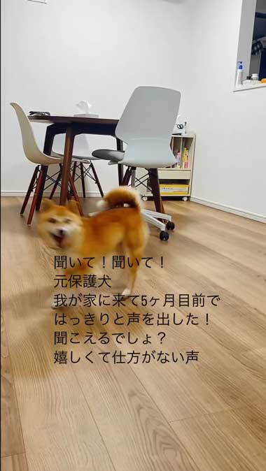 元気になってきた元繁殖犬