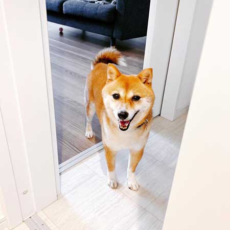 元気になってきた元繁殖犬