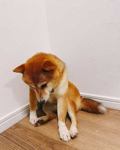 元気になってきた元繁殖犬