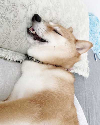 元気になってきた元繁殖犬