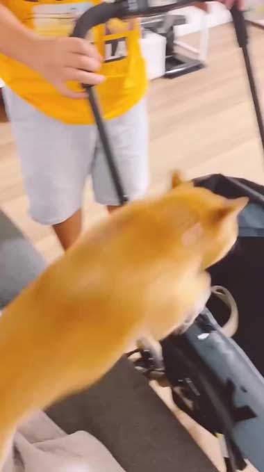 元気になってきた元繁殖犬