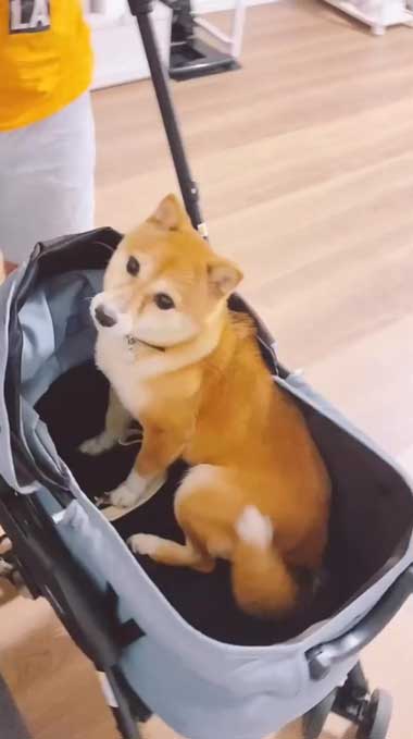 元気になってきた元繁殖犬