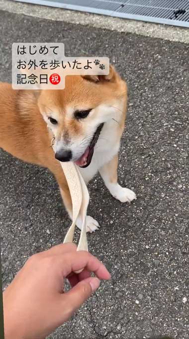 元気になってきた元繁殖犬