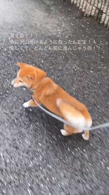 元気になってきた元繁殖犬