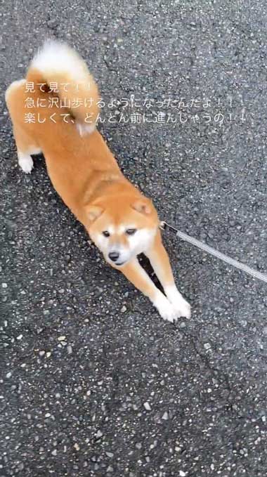 元気になってきた元繁殖犬