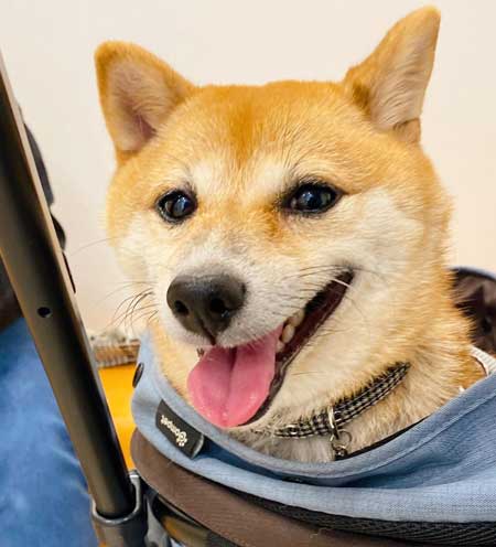 元気になってきた元繁殖犬