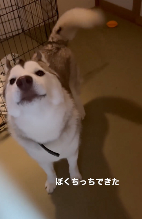 ちっちできたの